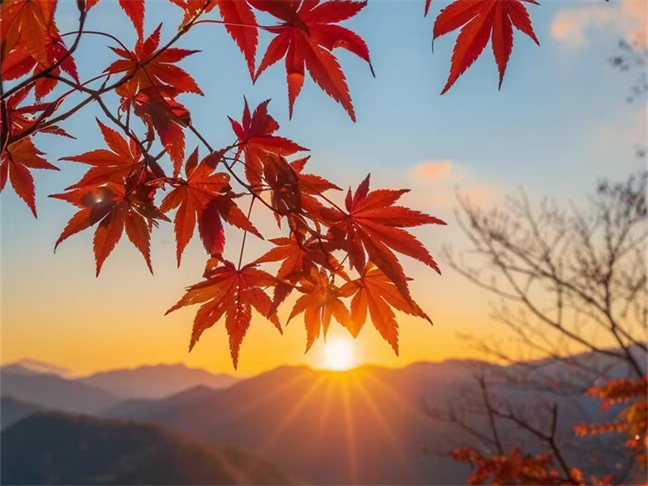 擁抱秋天，賞紅葉